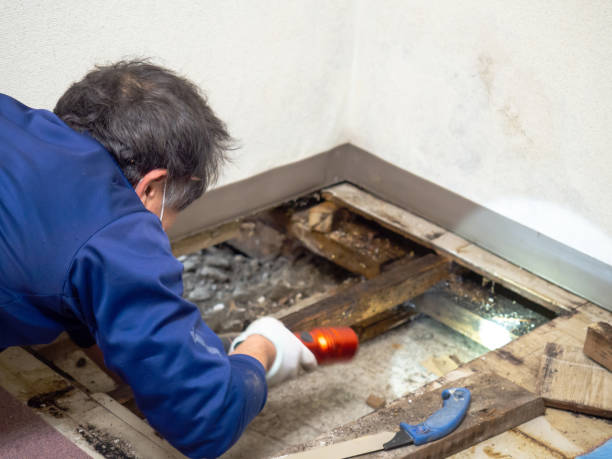 Best Kitchen Mold Remediation in Nassau Bay, TX