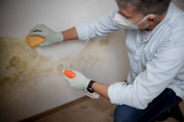 Best Mold Testing and Inspection Services in Nassau Bay, TX