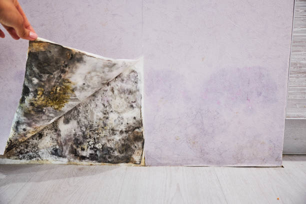 Best Preventive Mold Services in Nassau Bay, TX